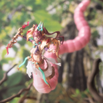 Arcanadea: Meltina